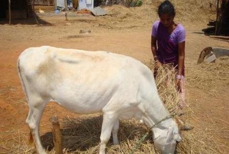 DAIRY FARM